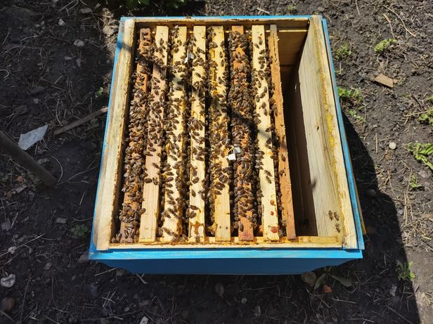 Бджолосімї, пакети, тогорічні відводки, УС
