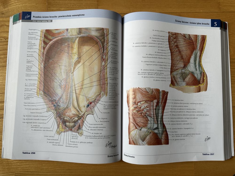 Atlas Anatomii Człowieka, Netter, Łaciński, wyd. 7