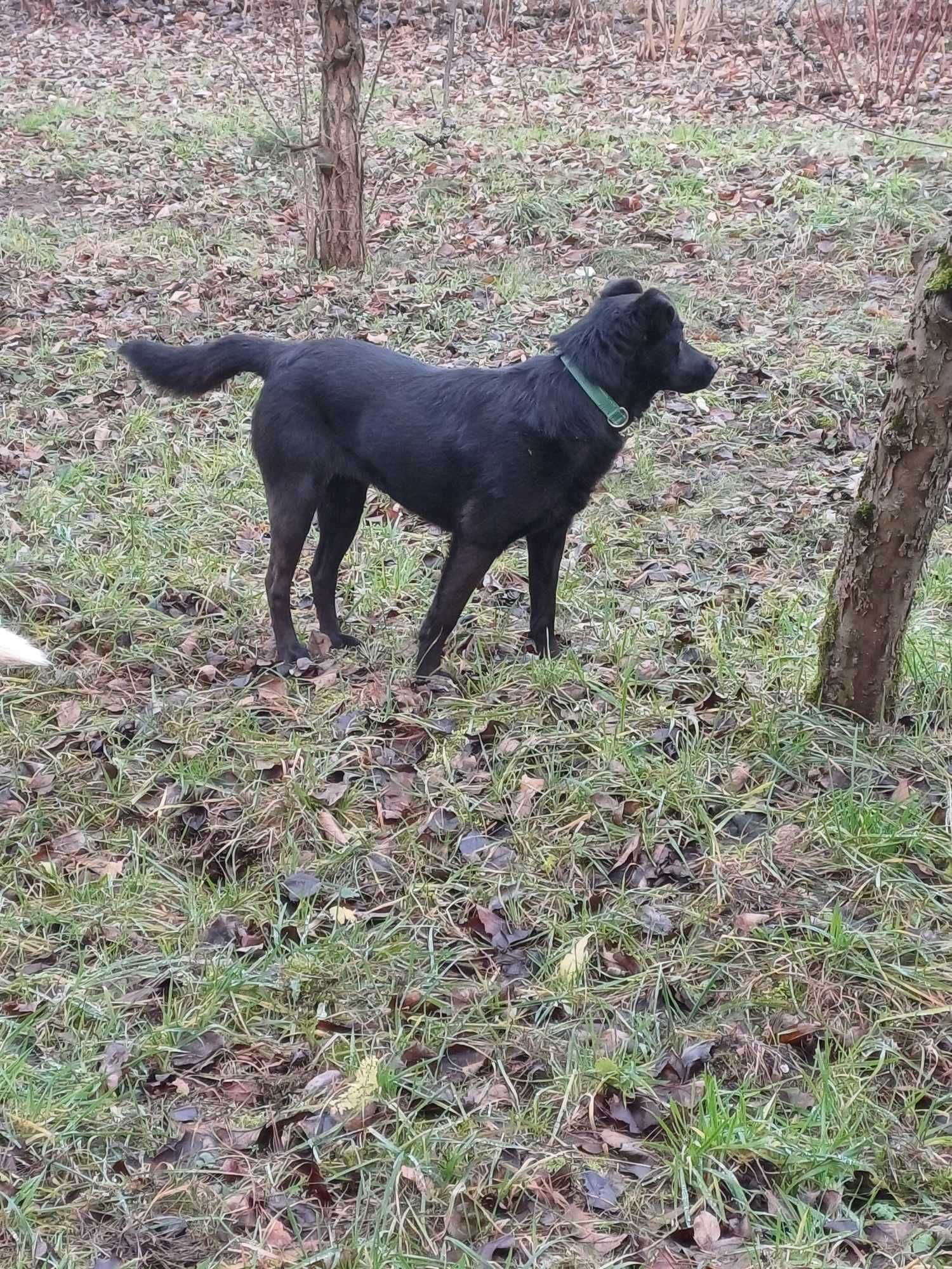 Czarna suczka wielkości labradora, szuka domu z ogrodem