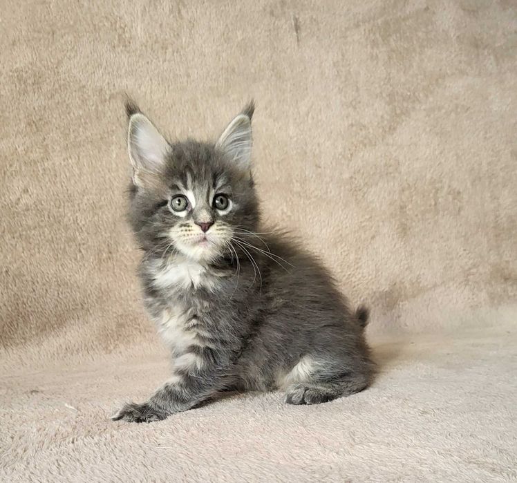 Dziewczynka maine coon z rodowodem FPL