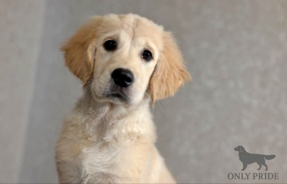 Голден ретривер