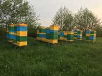 Zapylanie roślin miododajnych przez pszczoły: facelia, gryka, rzepak