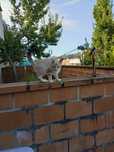 Dou gato adoção.