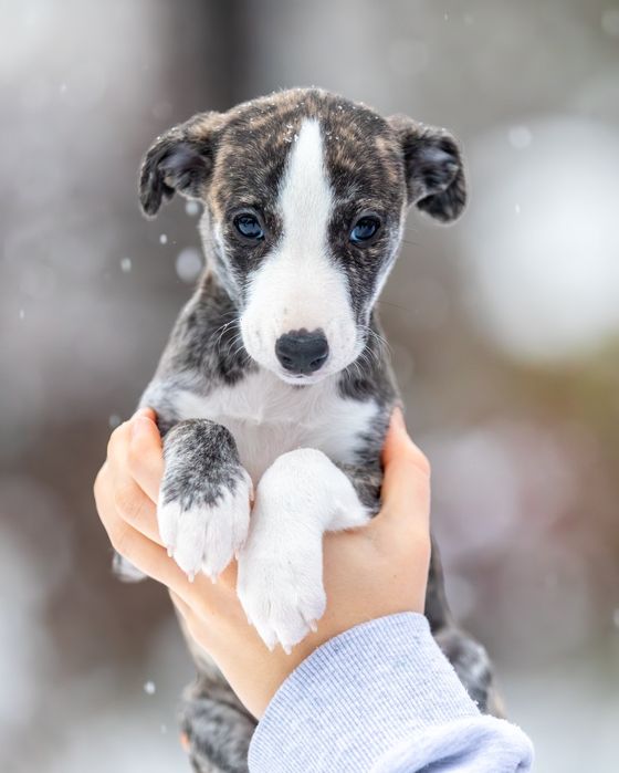 Szczenię Whippet Chart Angielski