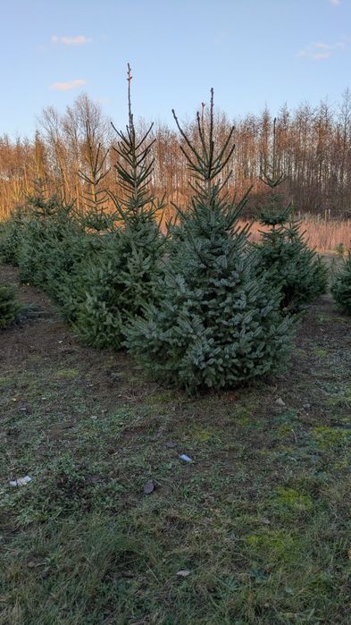 Choinki/ Świerk zwykły, srebrny, serbski.