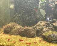 Camaroes neocaridina