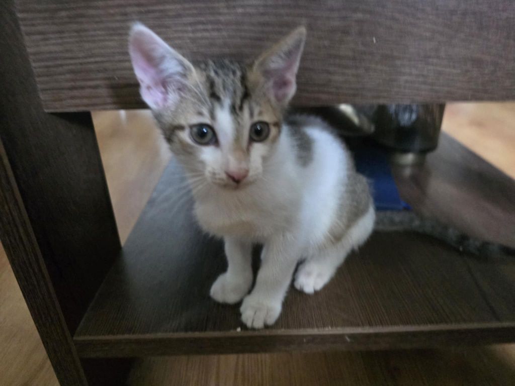 Hallo domku gdzie jesteś Franek kocurek do adopcji