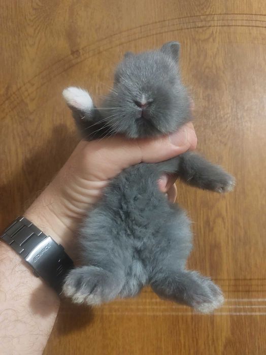 Króliczki niebieskie królik karzełek teddy