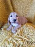 suczka Cocker Spaniel Angielski
