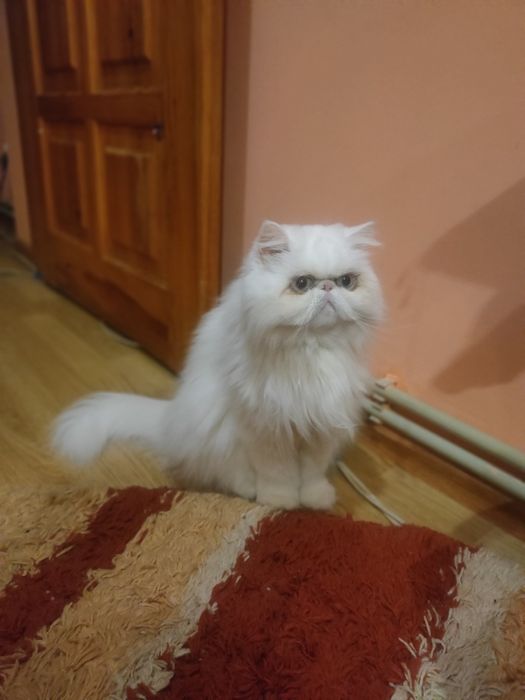 Продам персидську кішку