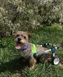 5 kg sunia do adopcji