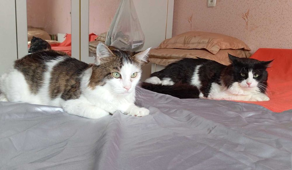 2 симпатичных котика, которые потеряли хозяина, ищут дом!