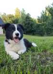 Wspaniały piesek Border Collie - gotowy do odbioru! Ozzy