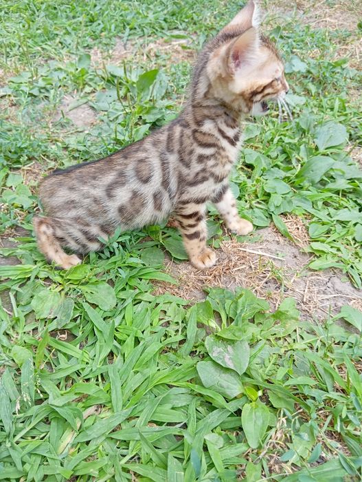 Бенгальский мальчик шоу класса