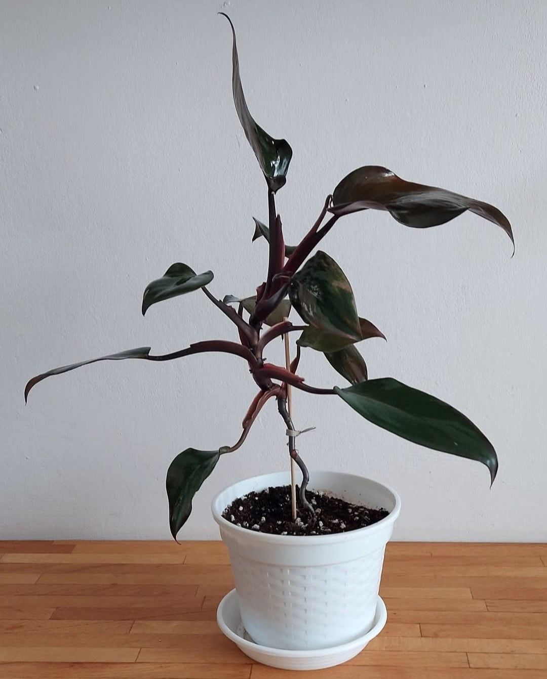 Kwiatek doniczkowy Filodendron PINK PRINCESS