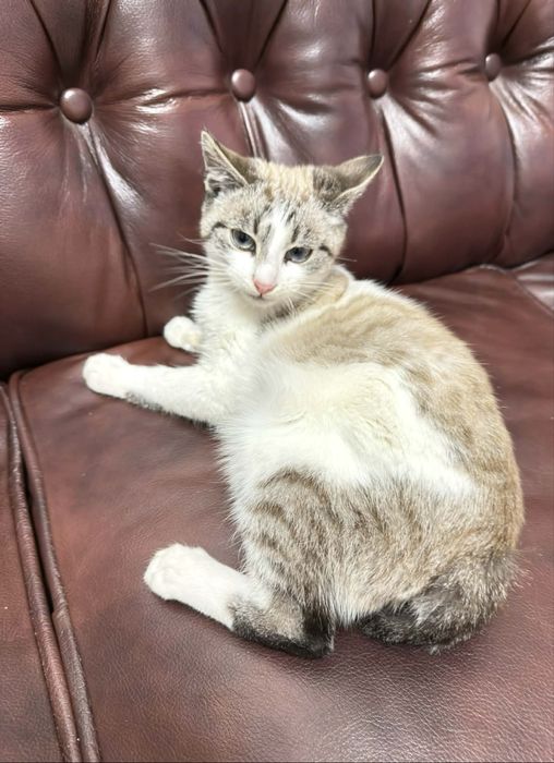 Шиаарний котик камтрований 4 міс