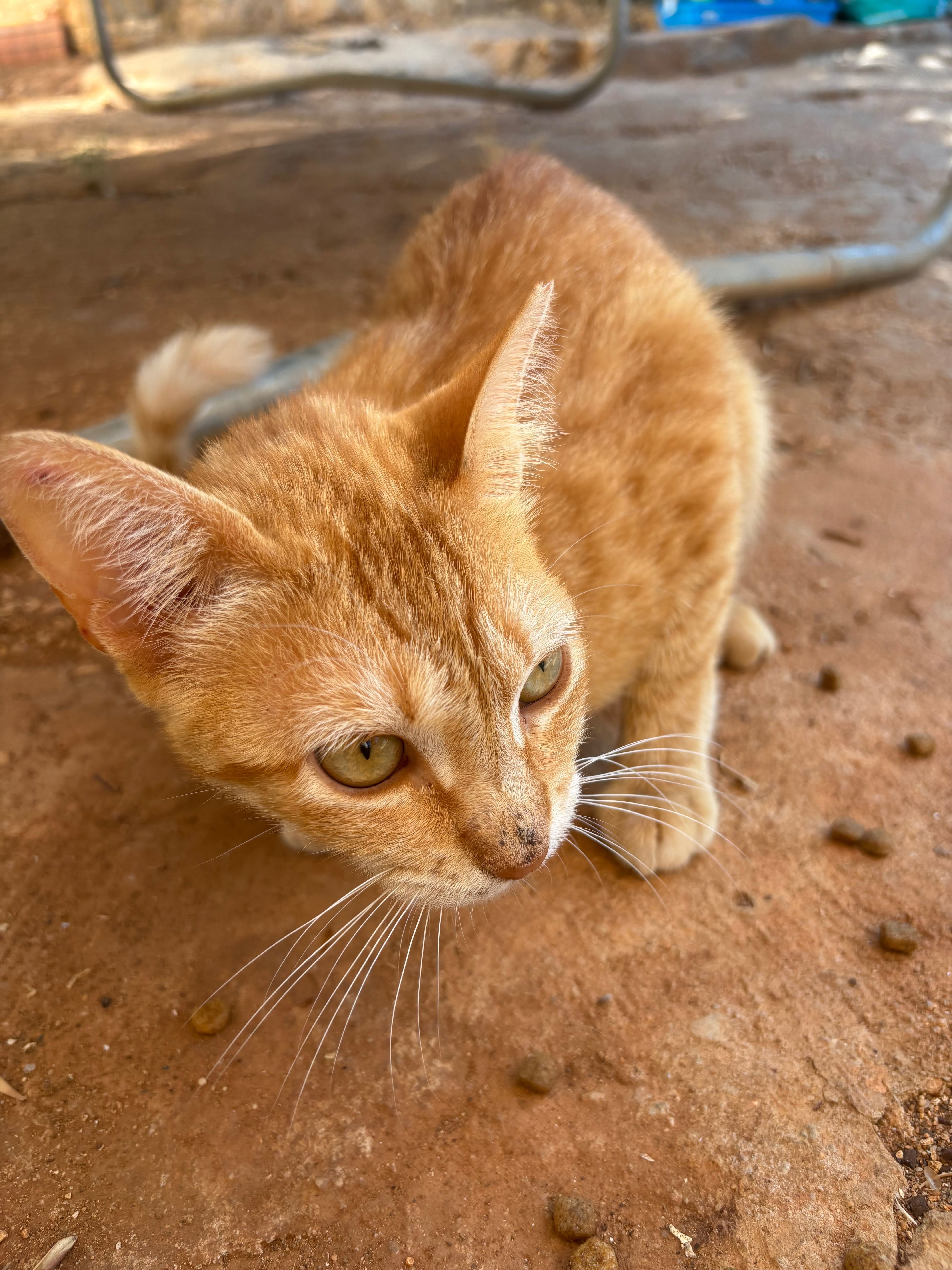 Gatinha para adopcao