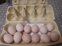 Инкубационное яйцо  китайских , шелковых, пуховых  курочек