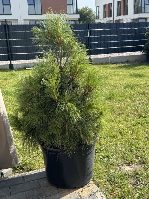 Sosna czarna formowana Pinus Nigra 110-180cm dowóz
