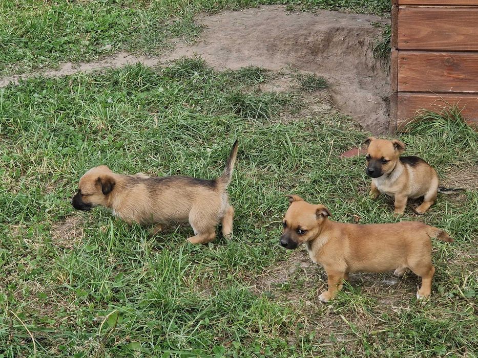 Oddam pieski w dobre ręce