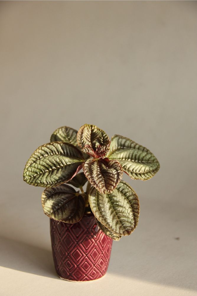 Pilea spruceana ‘Silver Tree’