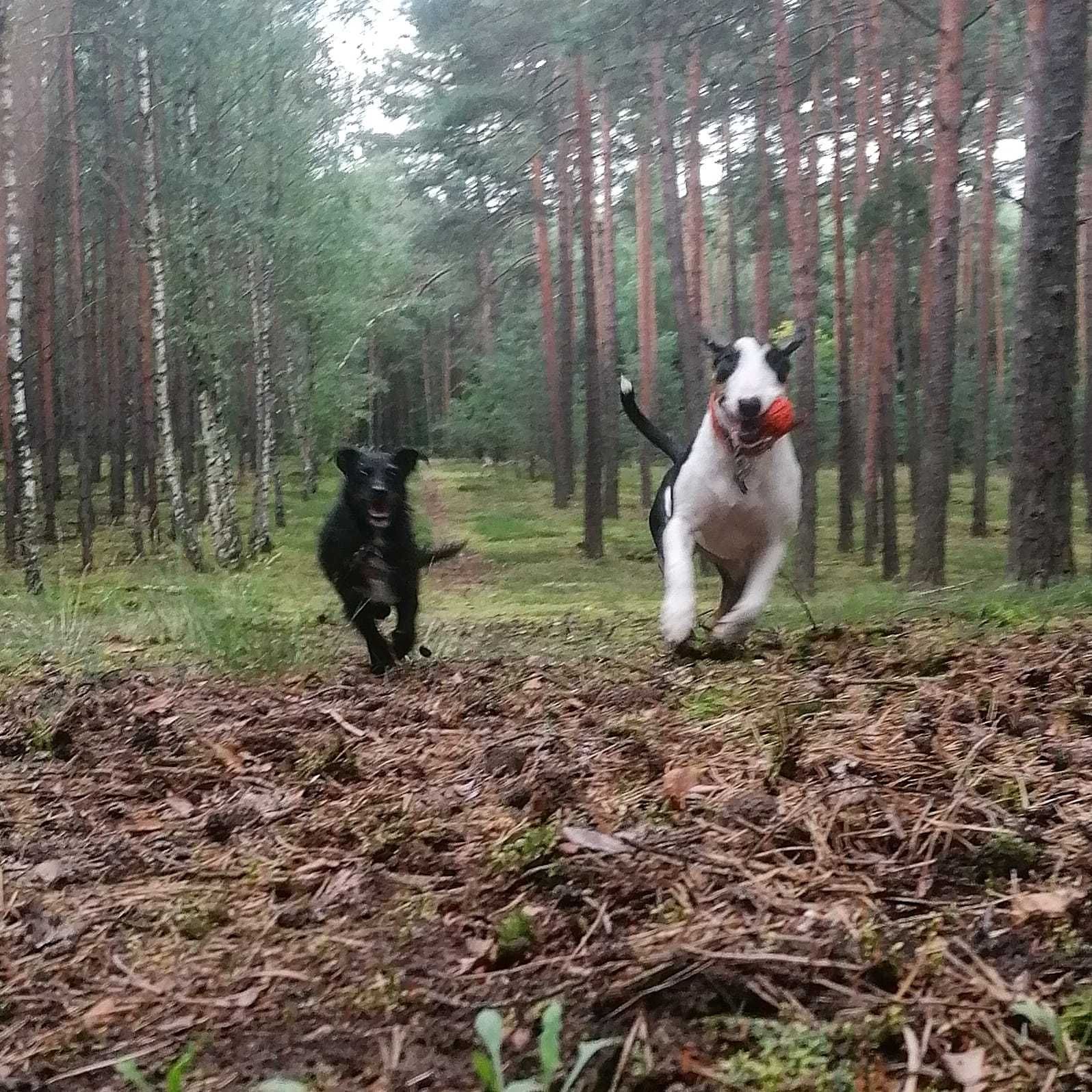 Behawiorysta psów -  konsultacje, trening