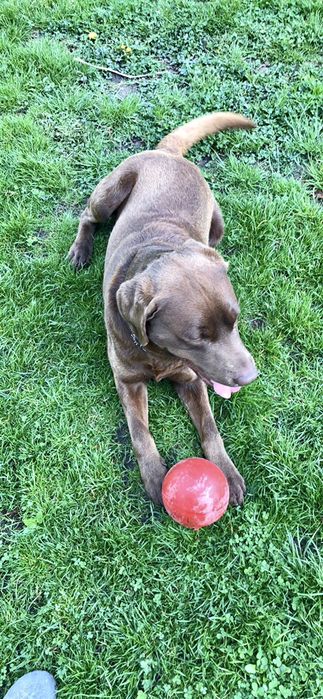 Лабрадор для вязки