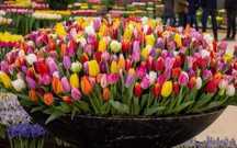 Tulipan POLSKI mieszanka mix 200 szt. CEBULKI Tulipanów TULIPANY