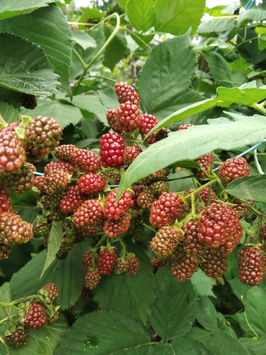 Продам саженцы ежевики разных сортов