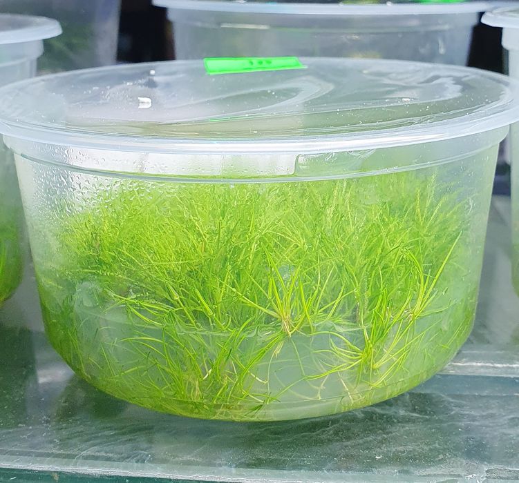 Rośliny in vitro małe i duże kubkiKraków (Swoszowice)