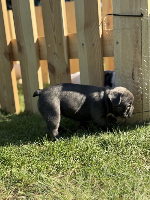 Sunia buldog francuski