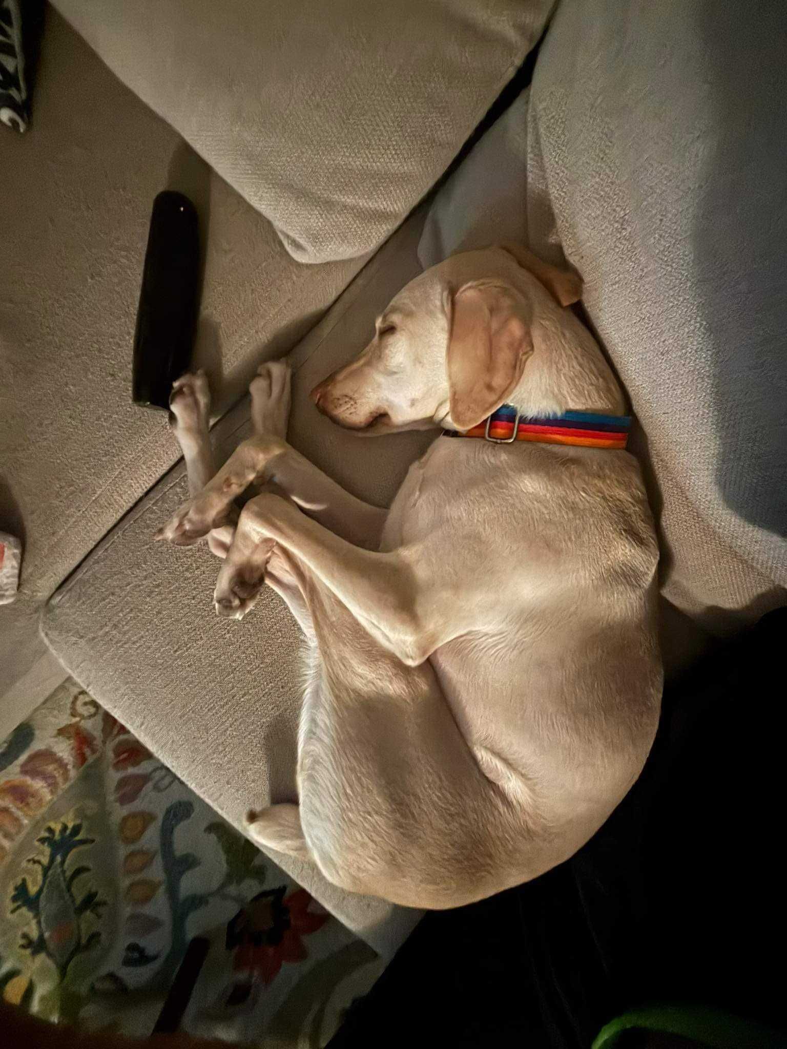 Pies do adopcji - Milo szuka spokojnego domu