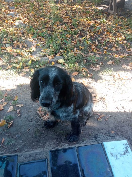 Продам щенка спанієля 6 місяців з під робочих батьків прививки всі є