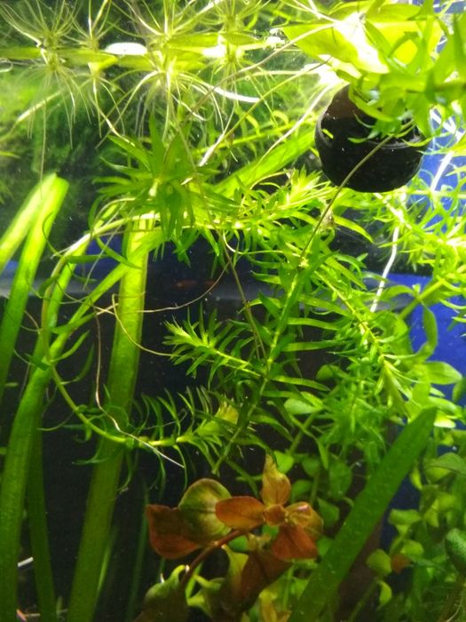 Moczarka do akwarium