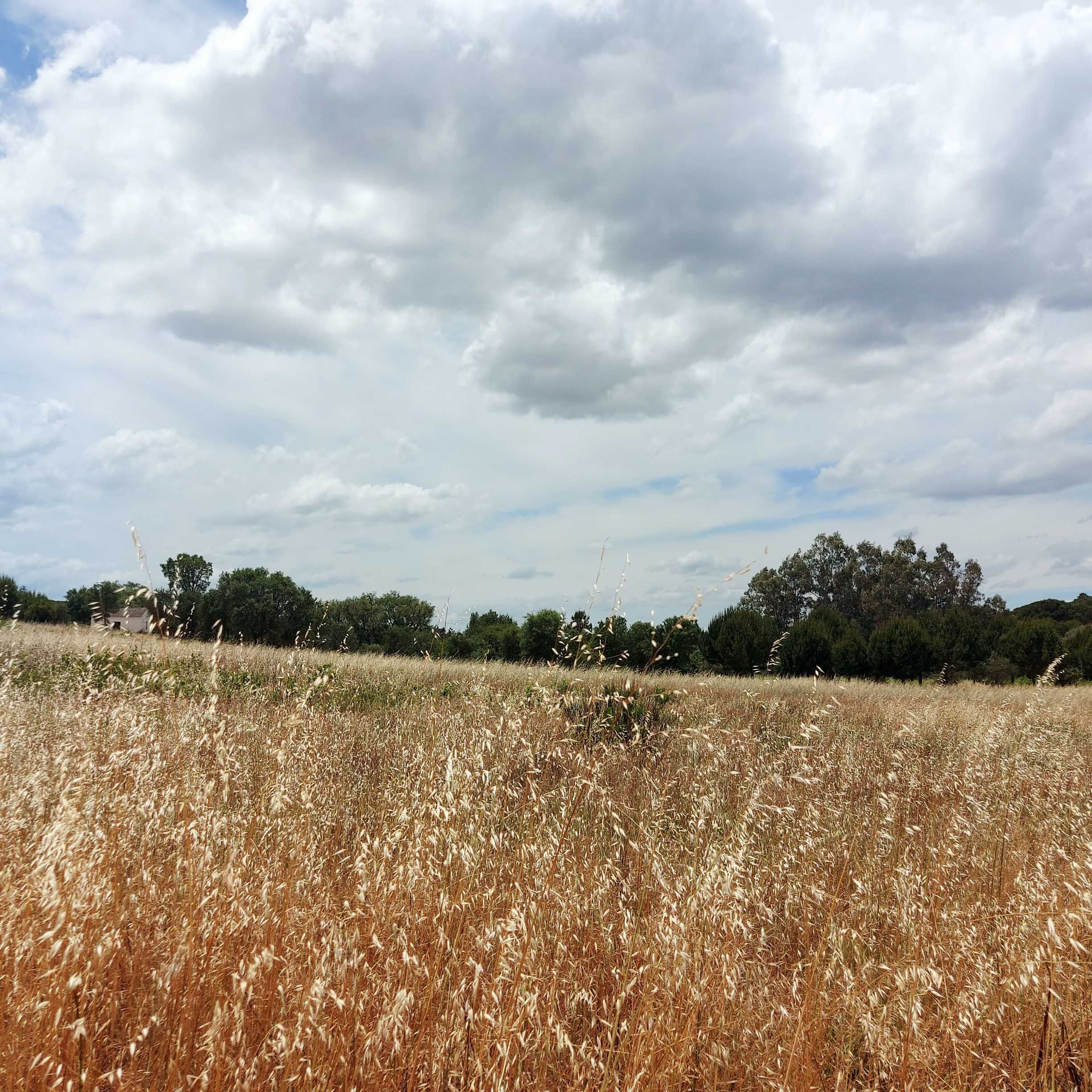 Terreno Rustico em Mora Cabecao