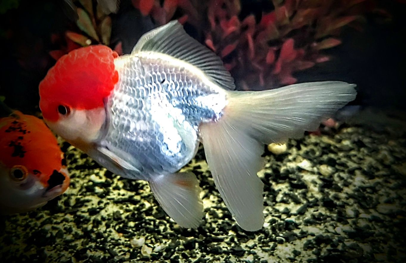 ,,Oranda Red head,,czerwony kapturek welonki welony welonka goldfish