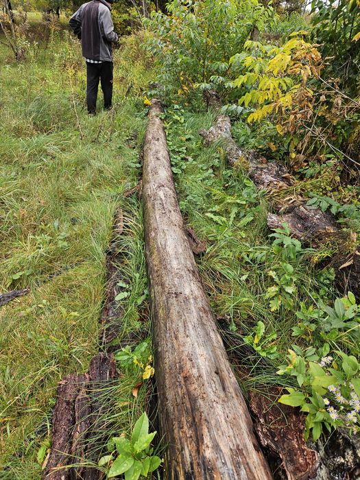 sprzedam drewno sosnowe drzewa