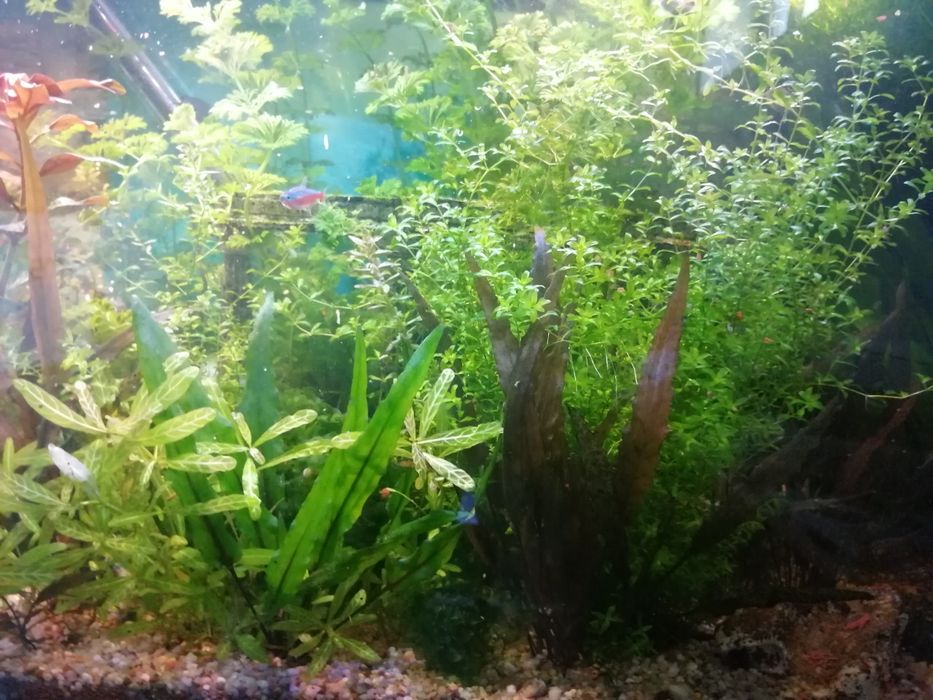 Kit plantas para aquário