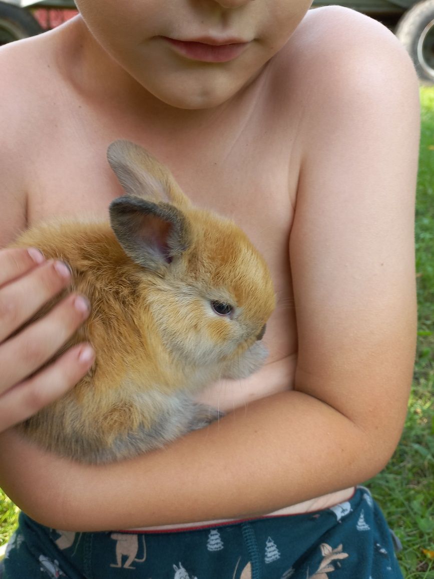 Króliczki miniaturki