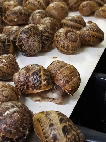 Kokony/oseski/reprodukcja Hodowla ślimaków Helix Aspersa Muller