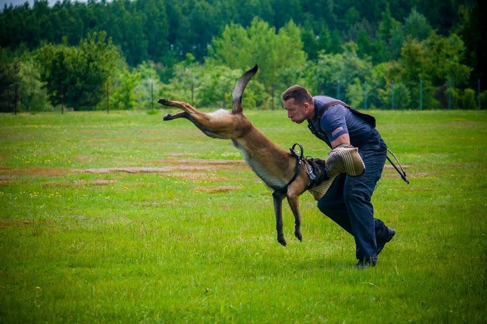 Szczeniak Suczka Owczarek Belgijski Malinois FCI