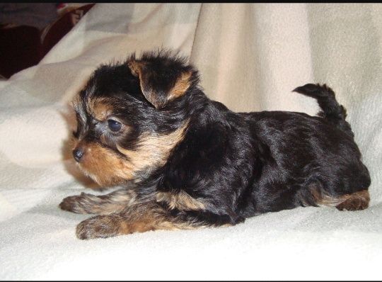 Щенки Йоркширского терьера.