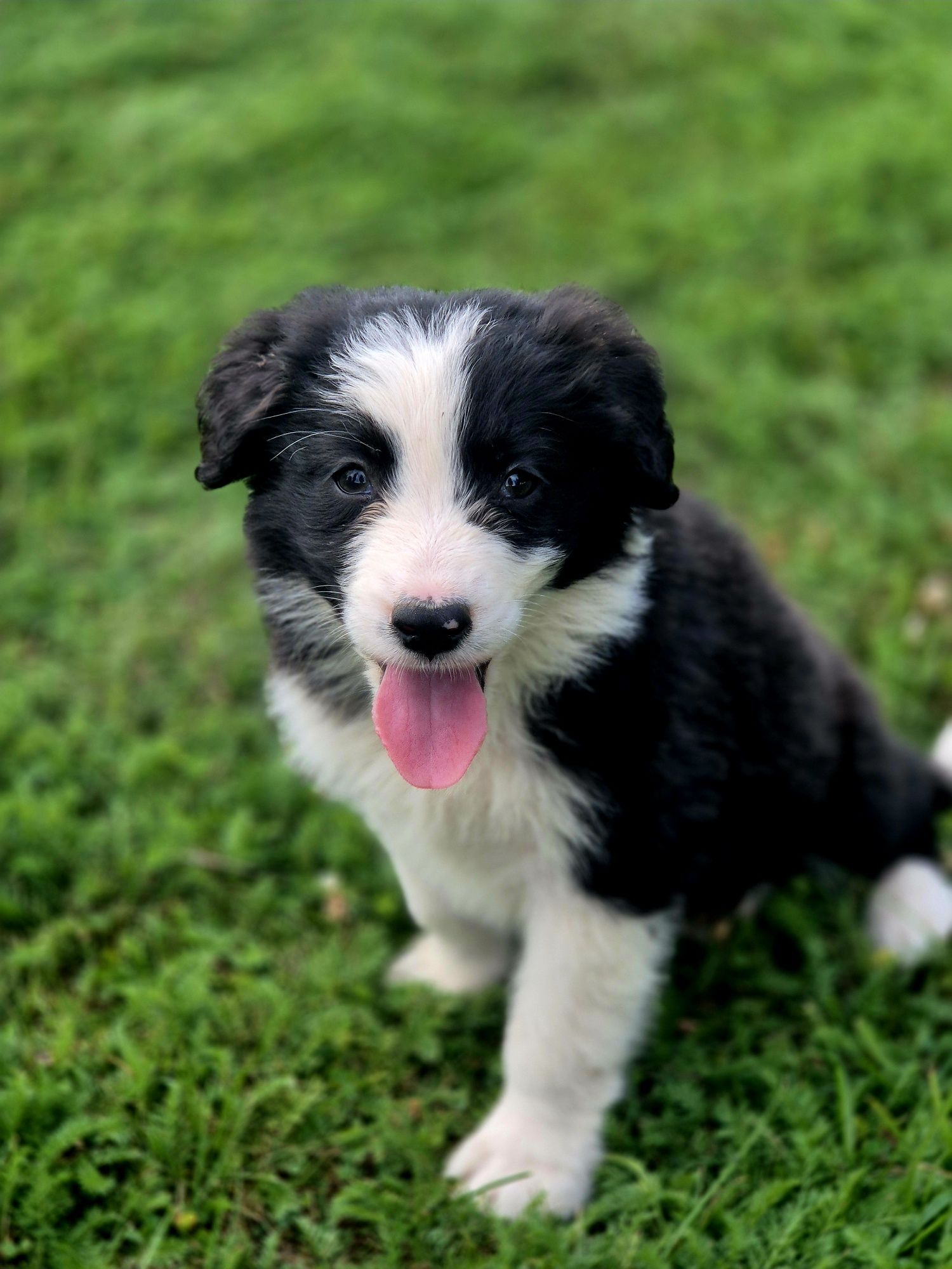 Border Collie chłopiec