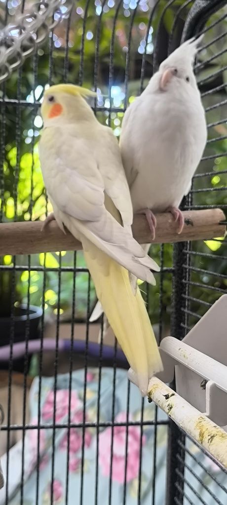 Papuga Nimfa Albino młoda