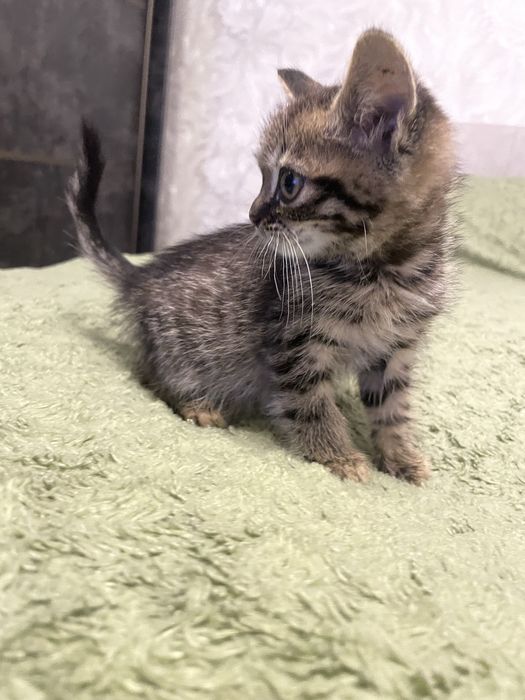 Віддам в добрі руки кошеня