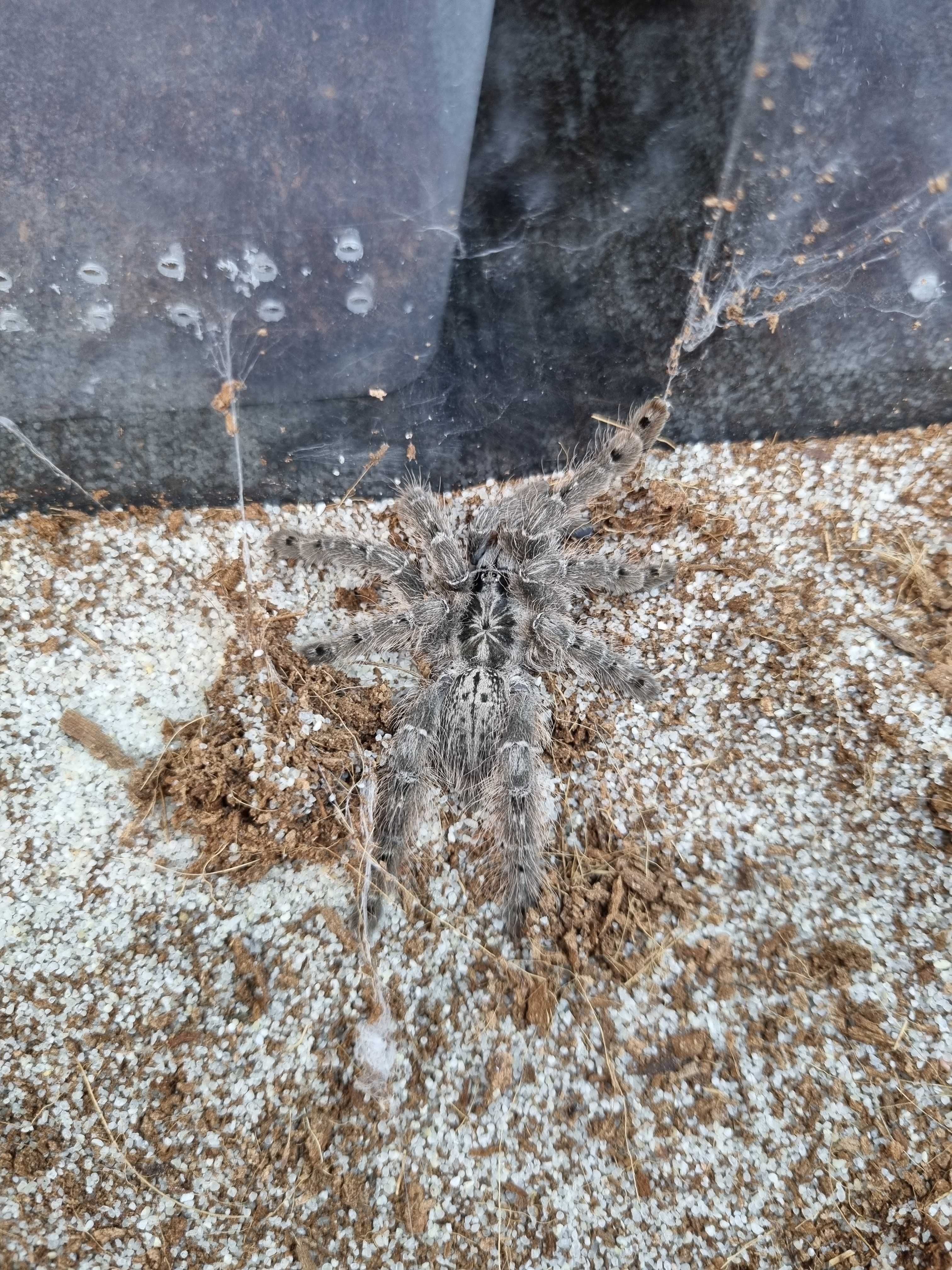 Ptasznik Heteroscodra maculata samica | pająk | Petmarket