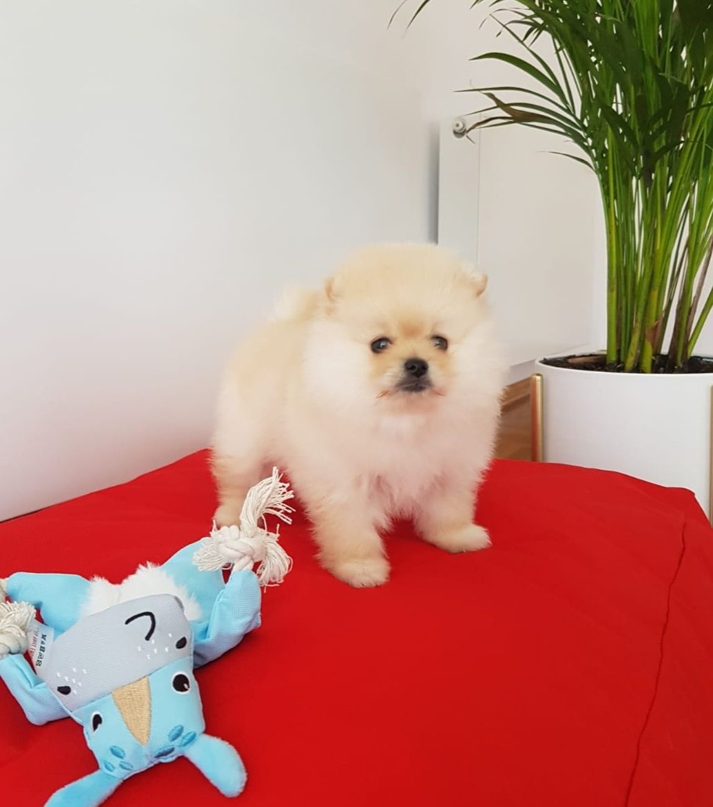 Szpic Miniaturowy Pomeranian suczka kremowa UNIKAT
