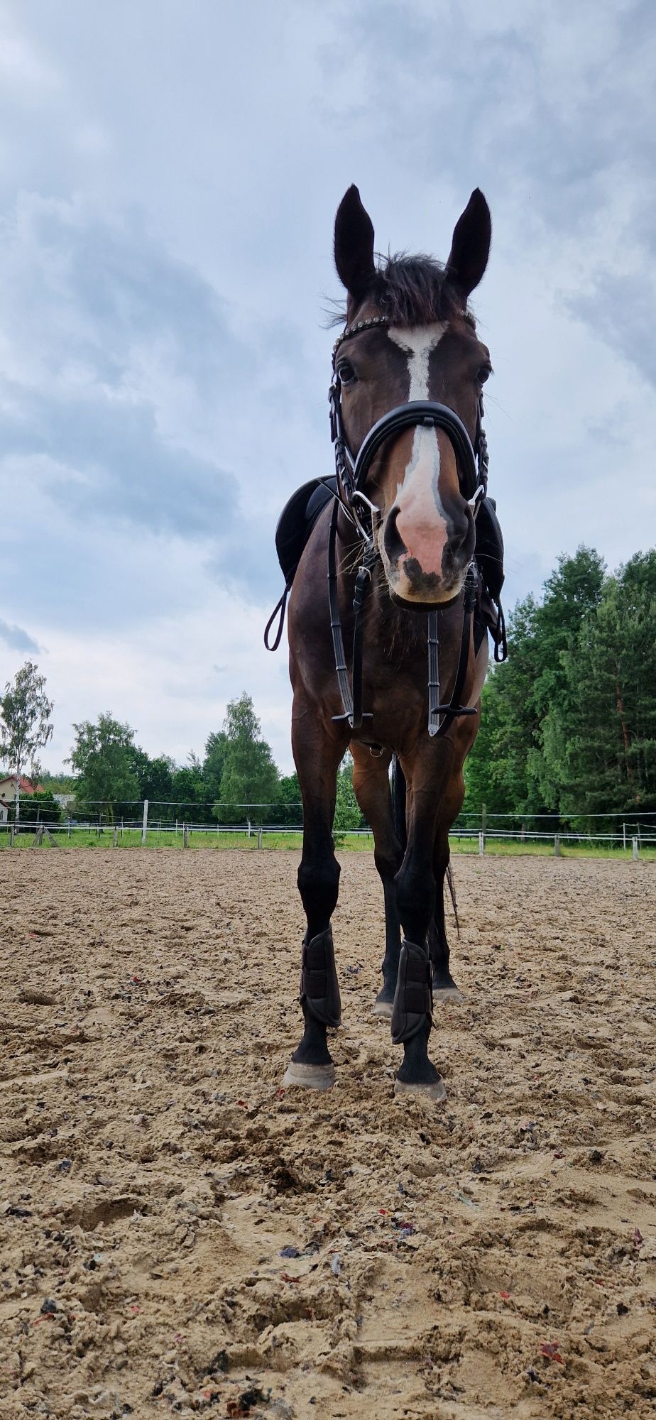 6 letni wałach - 168 cm