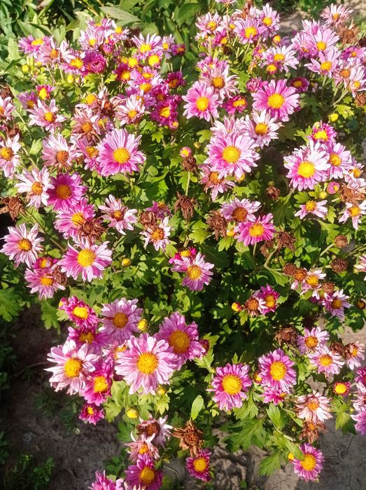 Продам хризантема корейка