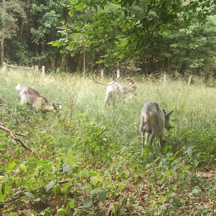 Дійні кози продаю